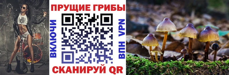 Купить  Махачкала  Псилоцибиновые грибы прущие грибы 